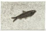 Fossil Fish (Knightia) - Wyoming #222839-1